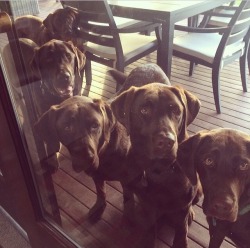 handsomedogs:  Bella and four of her pups,