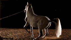 transperceneige:  Siglavy Rigoletta, lipizzaner stallion | requested by @horsesarecreatures  