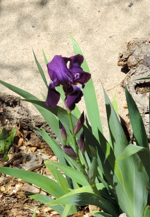 Purple Iris, Jerome, Arizona, 2014.