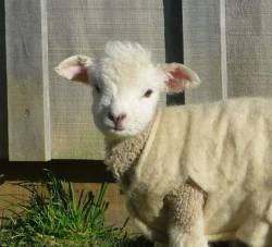 deerkota:   lamb in sweater  is that wool