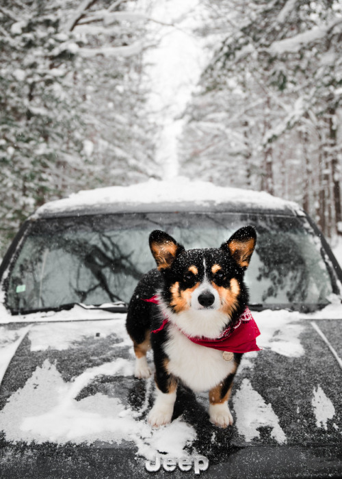 took photos of Darwin & they ended up looking like a Jeep adfollow Darwin’s adventures on instag