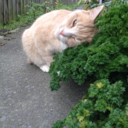 expllicity:  Cat came in my yard and smooched my bush - singularlty