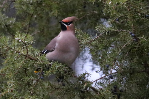 Bohemian waxwing/sidensvans. 