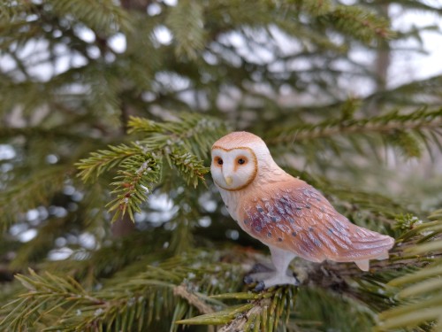 Barn Owl 