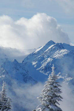 4nimalparty:  Hurricane Ridge (by Vision