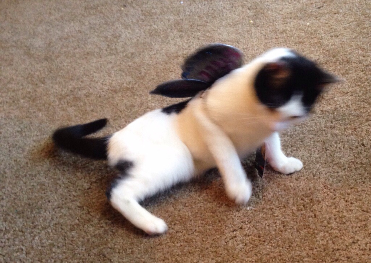 My cute lil butterfly!! She keeps trying to eat her wings. 😂
