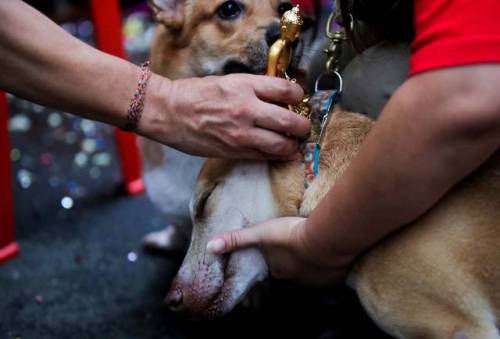 merelygifted:Singapore A dog is blessed with a Buddha statue at the Thekchen Choling temple on Vesak