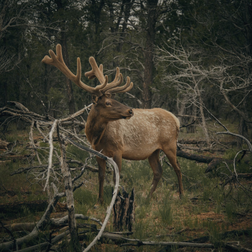 laurastevensdrawingroom: A selection of photographs from my recent road trip across the American Sou