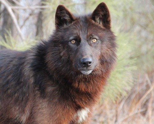 amytheshewolf:Red tinted Beauty