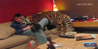 trav-tv:  touchm3withthesloth:  “THERE IS A TIGER IN THE LIVING ROOM!”“Don’t worry he cool.”  Can you imagine someone breaking into that domicile? 