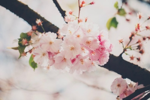 Spring Dreams