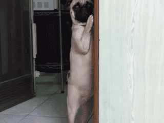 XXX greatybuzz:  10 Dogs Who Can’t Deal With photo