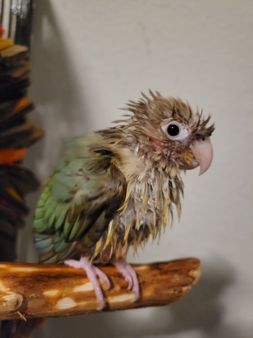 Saw Someone Send Their Pet Parrot And Thought I'd Chip In, This Is My First Ask On Tumblr So Hoping I'm