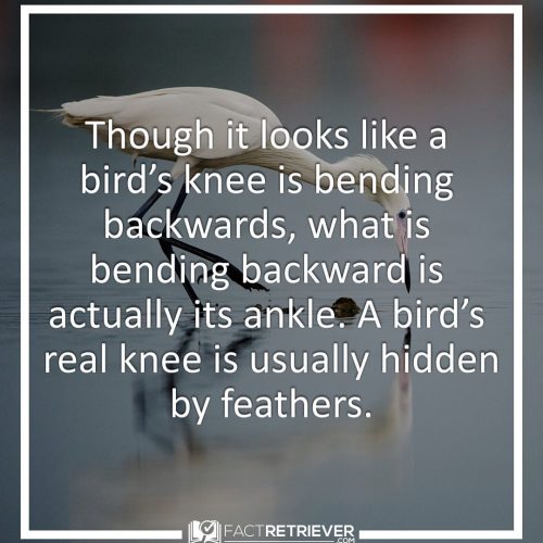 Birds walk on their toes. The long lower bone attached to the toes is really the foot, and the back