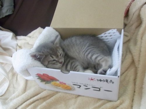 highlandvalley:  はなのかいぬし＠ねこはなはなしさんのツイート: “箱に入ってた頃のはなと入らなくなったはな https://t.co/DGtSQRpRhl”