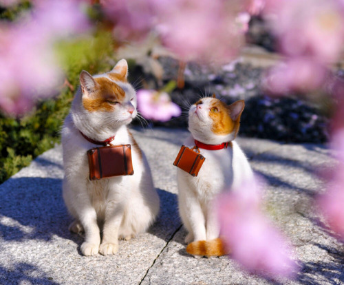 kyaputen-akashi: captainbasch: unlikably: khaleesi-of-westeros: Oh my GOD a cat with her senpai admi