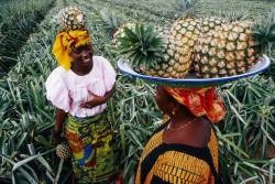 accras:  Pineapple field in Ivory Coast 