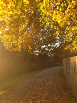 holmesianpose:  Saw some beautiful golden trees on my run. Made me think of sailor John.  beautiful !!!