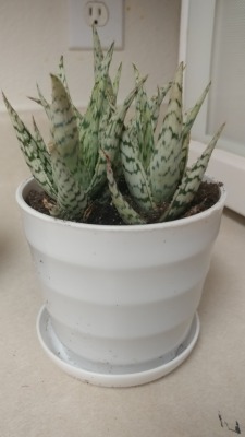 My cool aloe hybrid. I’ve never seen