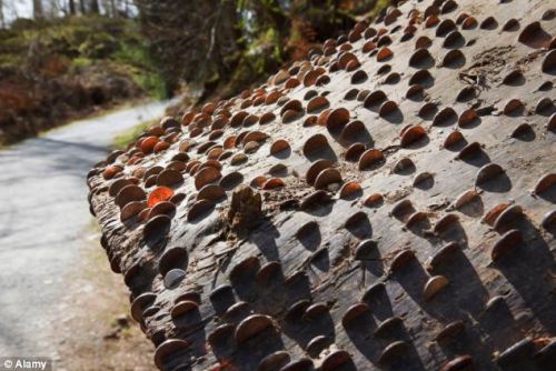 odditiesoflife:Mysterious Coin-Covered Wishing TreesThe strange phenomenon of gnarled old trees with