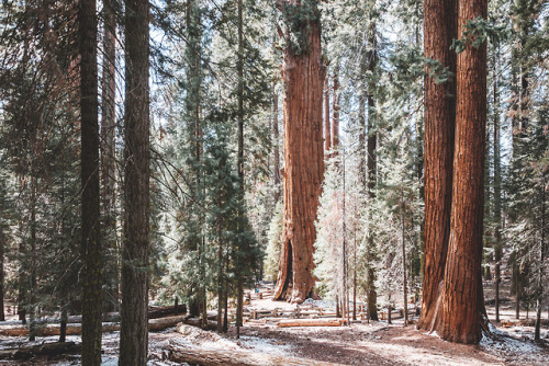 pkatkins: Sequoia National Park / February 2018