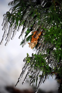 primitivesouls:  &ldquo;Winter Chimes&rdquo; © Renee Hohler 2013 All Rights Reserved 