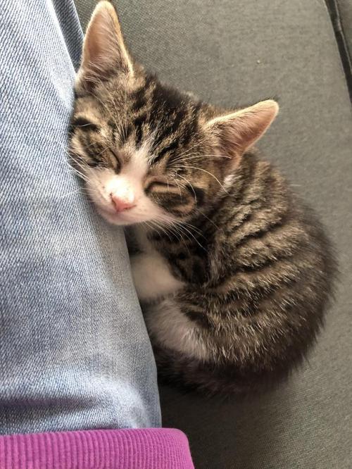 aww-cute-animals:Had her for 24 hours and she won’t leave my side already :)