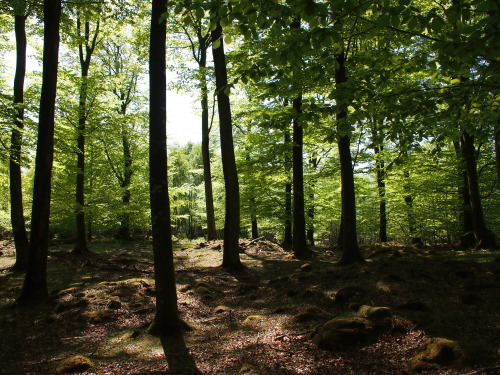 poppelyang: In the Forest Söderåsen national park, Sweden