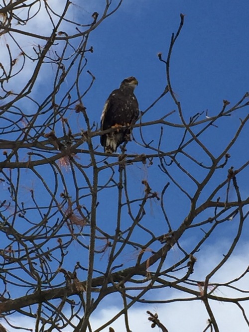 This guy was in a tree at the landfill today.