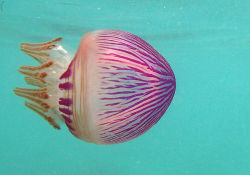 libutron:  Purple Jellyfish - Thysanostoma