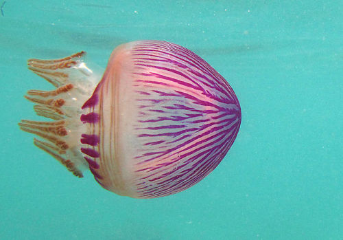 libutron:  Purple Jellyfish - Thysanostoma loriferum Thysanostoma loriferum (Rhizostomeae - Thysanostomatidae) is an oceanic species of scyphomedusa recorded from Philippines, the Malay archipelago, Hawaii, and the Red Sea, which is rarely seen inshore.