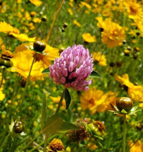 Anomaly in Pink. #wildflowers #springtime #FlowersinUrbia #floral #flowers #flora #fleur #fleuriste 