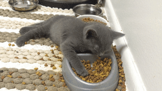 awwww-cute:  My foster kitten looks like he just came home from a night of drinking