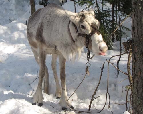 bronzebasilisk:  siemari:  septembriseur:  Tis the season once more for that Most Noble of Animals, the Magnificent Reindeer.  Nnnnooooo they’re too cute hel p  oh nooo babiiiies 