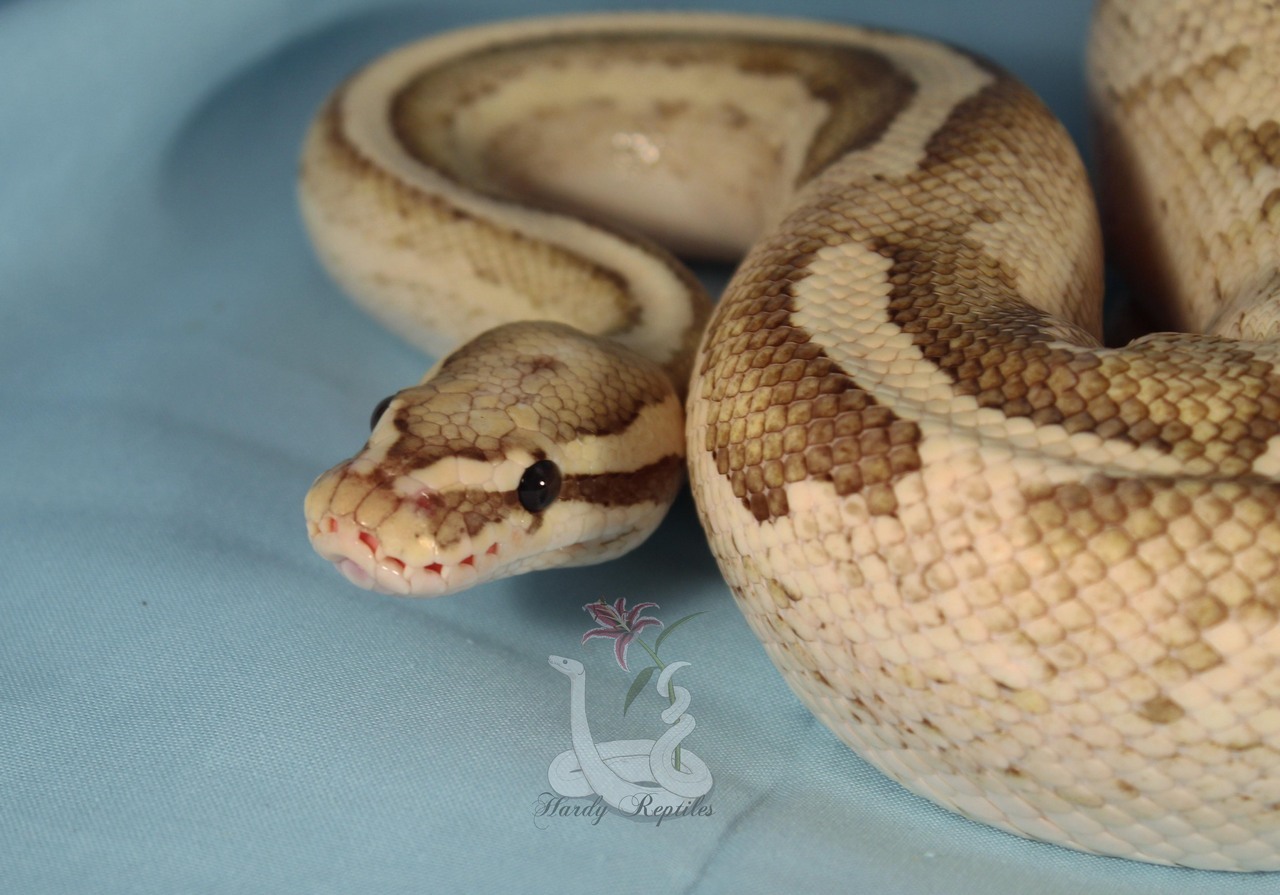 i-m-snek:Rhea is a pain in the butt during photoshoots. But at least he’s cute