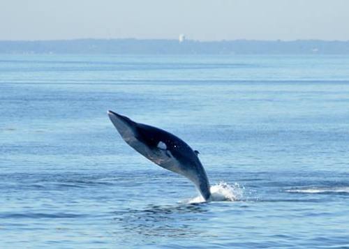 endcetaceanexploitation:griseus:Sequence of a minke whale (Balaenoptera acutorostrata) breaching.by 