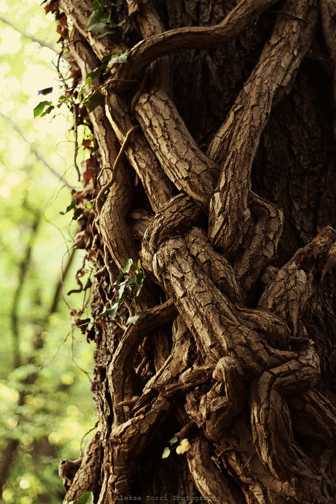 natureac:Take The 52 Week Photo Challenge or Check Out DSLR cameras here