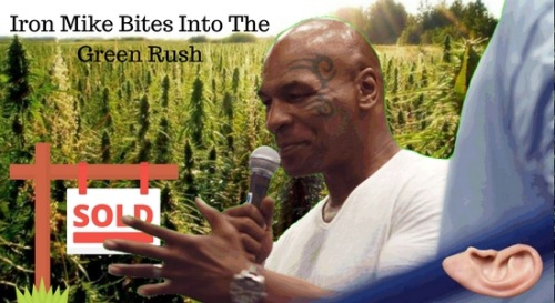 420pressnews: According to a report, Mike Tyson, the former heavyweight champion, thespian, and earl