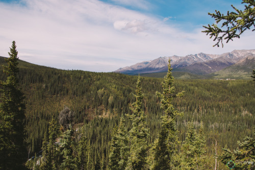 peatreephotography:A day at Denali National Park in Alaska | 5.19.15