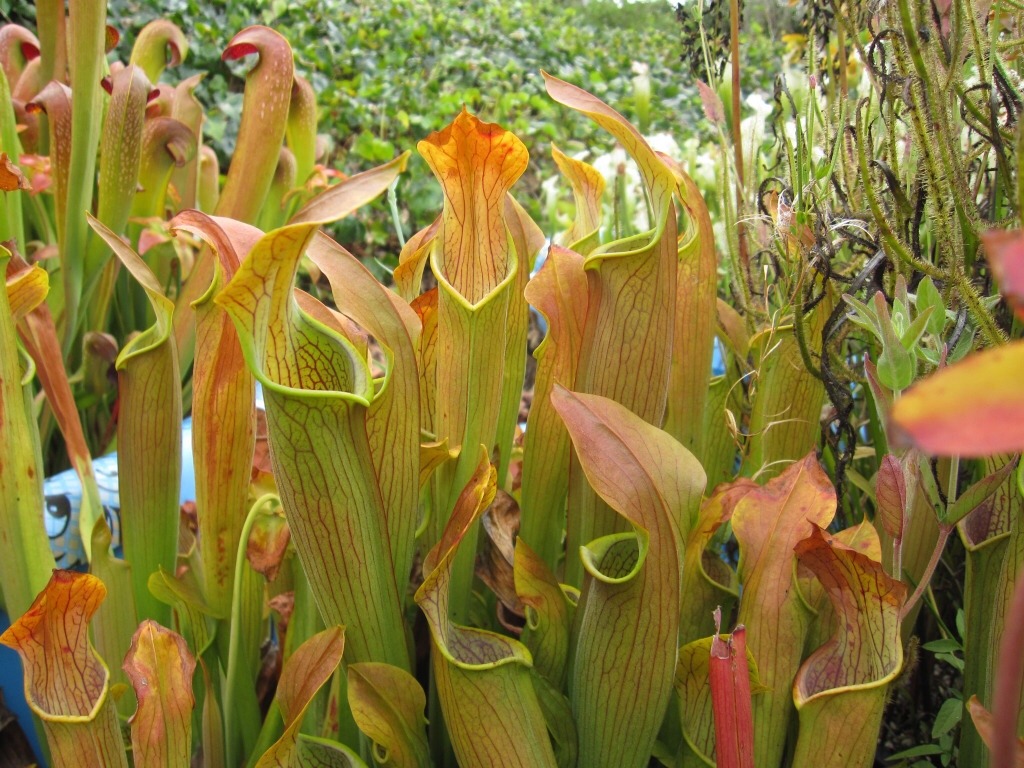 carni-gardener: Sarracenia rubra is also referred to as the ‘sweet trumpet’,