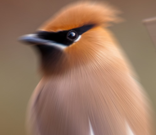 actualdikdik: actualdikdik:  bush: bears photogenic red berriescedar waxwing:  nature photographer: has a zoom lenscedar waxwing: 