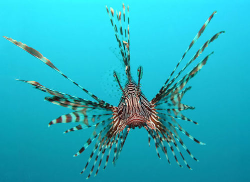 cool-critters:Red lionfish (Pterois volitans)The red lionfish is a venomous coral reef fish in the f