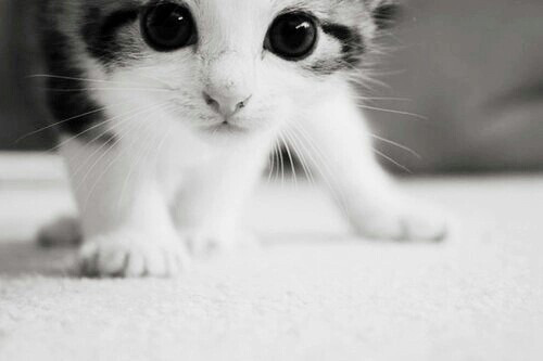 Baby Animal Posts