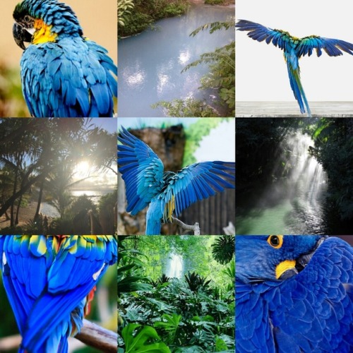 Blue and yellow macaw moodboard for anonymous Requests open!