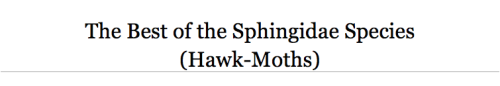 for-science-sake:1. Elephant Hawk-Moth2. Hummingbird Hawk-Moth3. Olender Hawk-Moth4. Poplar Hawk-Mot