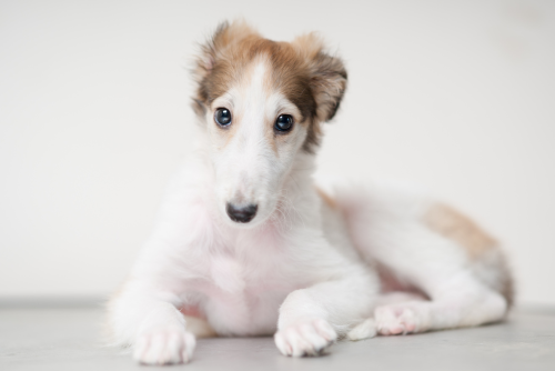 bears-official: lostangelssong: ex0skeletal: Borzoi Puppy Hey @zero-alice #for some reason it has n