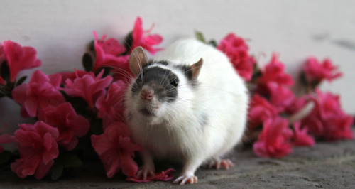 karasratworld:rats-enshrined:February 23, 2014Omg they are all facing the same way and pretty flower