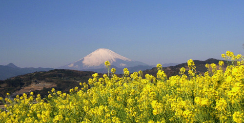 Sex kara-meru:  floralls:  Flowers & Fuji pictures