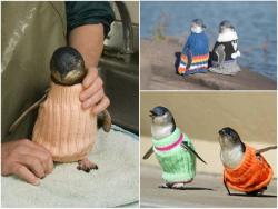 awwww-cute:  Penguins in Sweaters