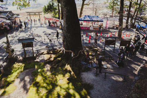 『御神木』sony a6400 + SIGMA 16mm F1.4 DC DN | Contemporary2022.01.05location : 静岡県 Shiuoka, Japan神社、事任八幡